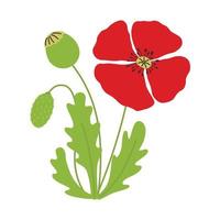 poppy flowers  illustration vector