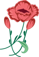 red poppy flower blooming and bud with leaves illustration png