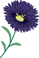 bella ilustración de flor de aster violeta oscuro para arte mural, embalaje, etiqueta, afiche, tarjeta, invitación png