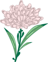 elemento de ilustração de flor de peônia para arte de parede, embalagem, etiqueta, cartaz, cartão, convite png