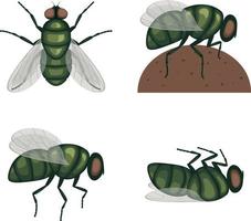 The green fly .Fly insect. Image of a fly top view. A flying insect. Vector illustration isolated on a white background