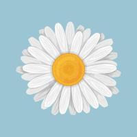 Chamomile. Daisy flower in cartoon style. A bright flower with white petals. Medicinal plant. Vector illustration