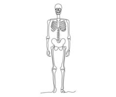 abstract full-length human skeleton, hand-drawn, continuous mono line, one line art, contour drawing vector