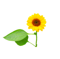 tournesol sur fond transparent png