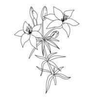 lirio del garabato. ilustración vectorial de contorno con flor vector