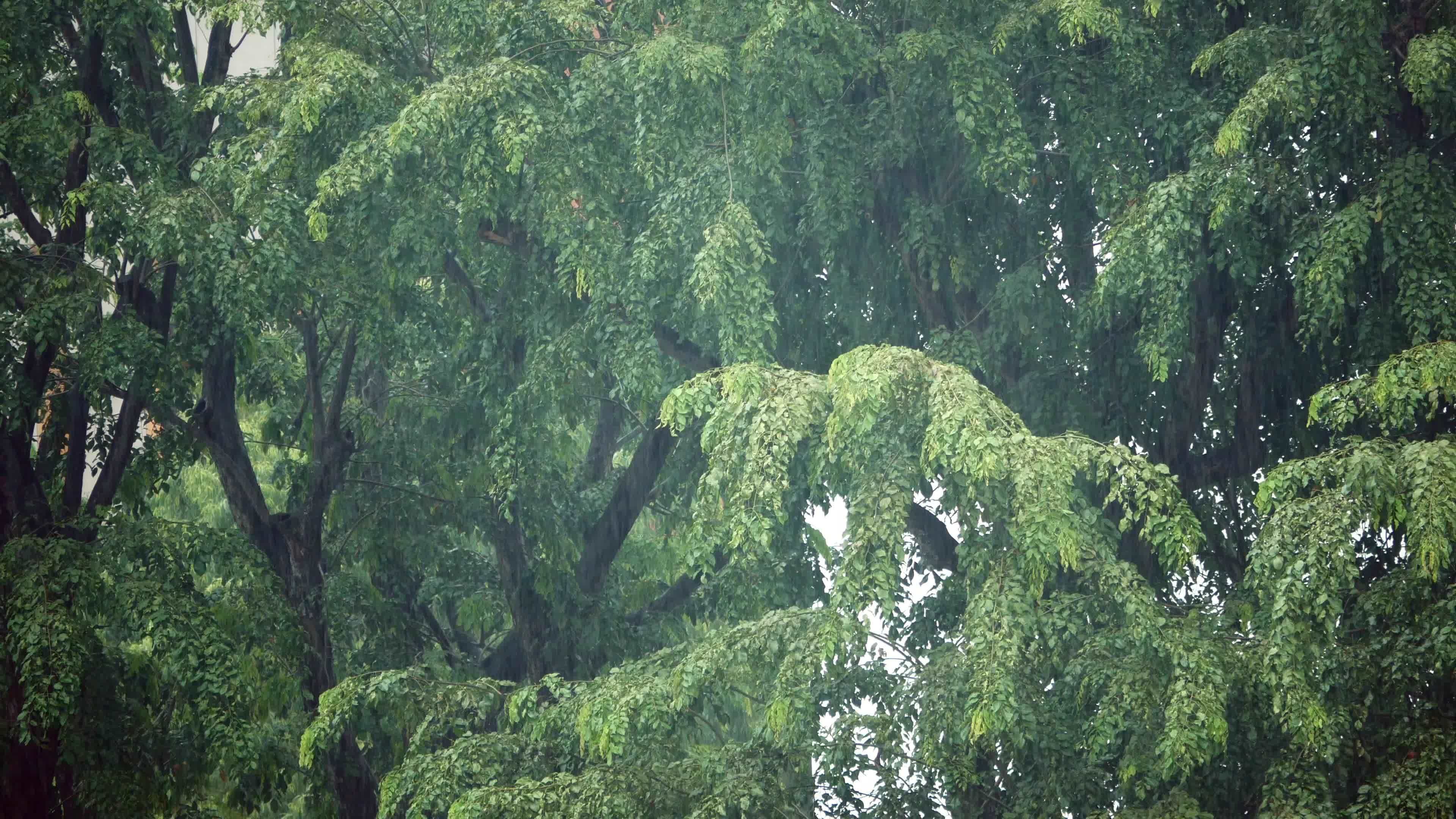 Rain falling on lush forest of green trees 19548412 Stock Video at Vecteezy