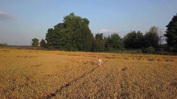 fille de beauté en cours d'exécution sur le champ de blé jaune. notion de liberté. femme heureuse à l'extérieur. vol aérien au-dessus du champ de blé au coucher du soleil. prise de vue aérienne video