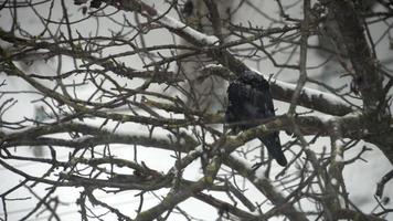 A raven sits on a tree in a heavy snowfall video