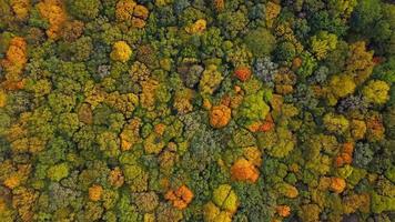 Top down autumn wood. Nature background. Aerial top view of autumn forest with colorful trees. Autumn forest aerial drone top view. Trees with bright yellow foliage. Deciduous forest in the fall. video