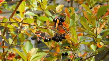 ripe black rowan fruits on branches, autumn background video