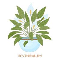 Spathiphyllum flower. Floral vector illustration. Isolated on white.