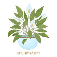 flor de spathiphyllum. ilustración vectorial floral. aislado en blanco vector