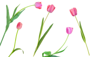 Pink tulips on isolated background. Design element. International women's, mother's day, March 8, birthday, easter. copy space png