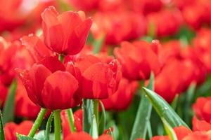 Field of colorful tulips in bloom at spring time photo