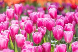 campo de coloridos tulipanes en flor en primavera foto