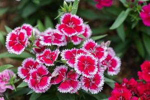 brillante dulce william flores dianthus barbatus floreciendo en un jardín. flores de clavel. foto