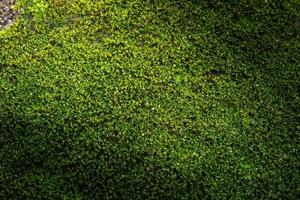 fondo de musgo verde acanalado en la naturaleza foto
