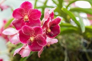 hermosa flor de orquídea que florece en la temporada de lluvias. orquidea vanda foto