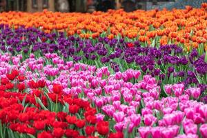 campo de coloridos tulipanes en flor en primavera foto