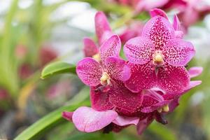 hermosa flor de orquídea que florece en la temporada de lluvias. orquidea vanda foto