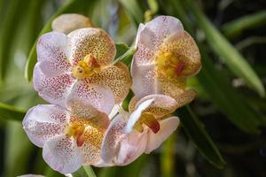 hermosa flor de orquídea que florece en la temporada de lluvias. orquidea vanda foto