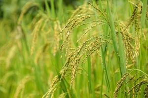 campo de arroz jazmín, cerca de semillas de arroz amarillo maduras y hojas verdes foto