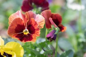 Group of pansy in the garden at spring time photo