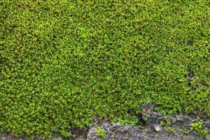 fondo de musgo verde acanalado en la naturaleza foto