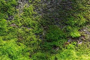 fondo de musgo verde acanalado en la naturaleza foto