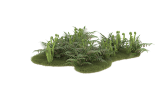 Realistic foliage isolated on transparent background. 3d rendering - illustration png