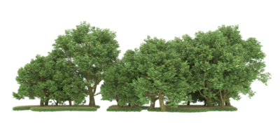 forêt réaliste isolée sur fond transparent. rendu 3d - illustration png