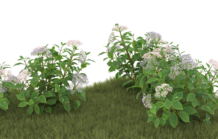 Realistic foliage isolated on transparent background. 3d rendering - illustration png