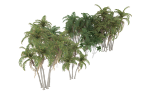 Palm trees isolated on transparent background. 3d rendering - illustration png