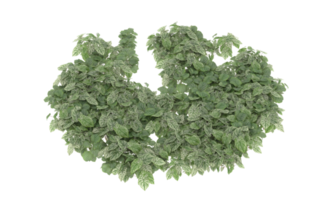 Realistic foliage isolated on transparent background. 3d rendering - illustration png