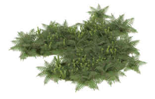 Realistic foliage isolated on transparent background. 3d rendering - illustration png