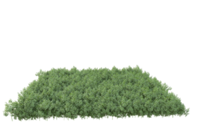 Foliage isolated on transparent background. 3d rendering - illustration png