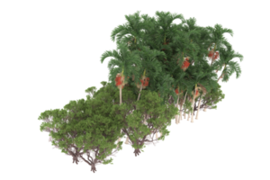 palm bomen geïsoleerd Aan transparant achtergrond. 3d renderen - illustratie png