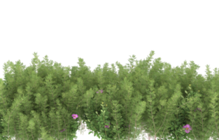 Realistic foliage isolated on transparent background. 3d rendering - illustration png