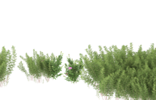 Realistic foliage isolated on transparent background. 3d rendering - illustration png
