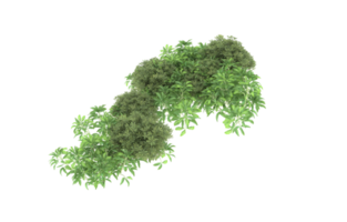 Realistic foliage isolated on transparent background. 3d rendering - illustration png