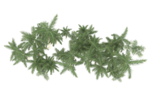Palm trees isolated on transparent background. 3d rendering - illustration png