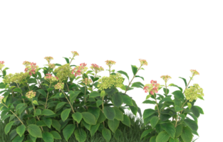 Realistic foliage isolated on transparent background. 3d rendering - illustration png