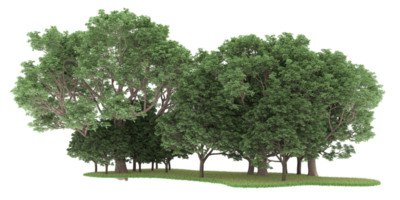 Realistic forest isolated on transparent background. 3d rendering - illustration png