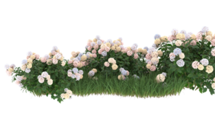 Realistic foliage isolated on transparent background. 3d rendering - illustration png