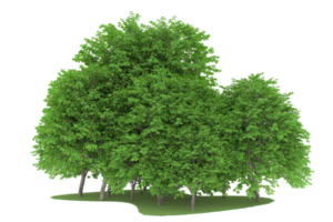 Realistic forest isolated on transparent background. 3d rendering - illustration png