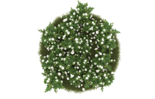 Realistic foliage isolated on transparent background. 3d rendering - illustration png