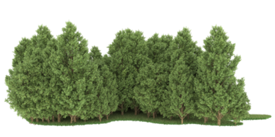 floresta realista isolada em fundo transparente. renderização 3D - ilustração png