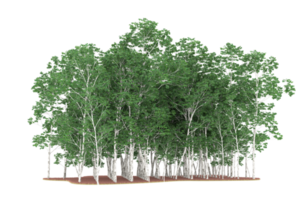 Realistic forest isolated on transparent background. 3d rendering - illustration png