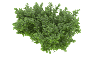 Realistic foliage isolated on transparent background. 3d rendering - illustration png