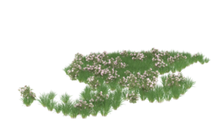 Realistic foliage isolated on transparent background. 3d rendering - illustration png